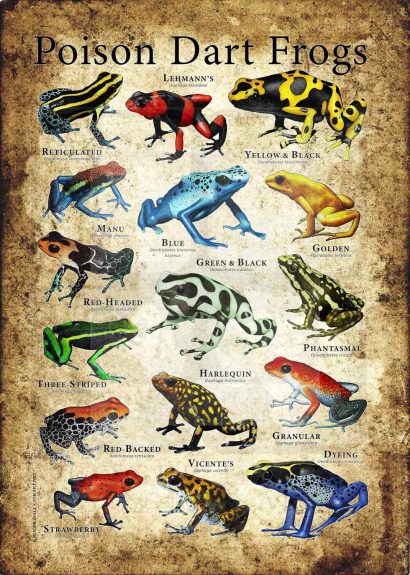 Poison Dart Frog poster
