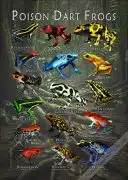 Poison Dart Frog poster