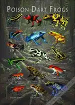 Poison Dart Frog poster