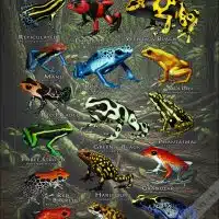 Poison Dart Frog poster