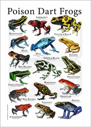 Poison Dart Frog poster