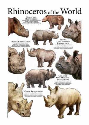 Rhinos of the World Poster