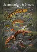 Salamanders and Newts of the World