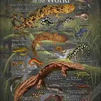 Salamanders and Newts of the World