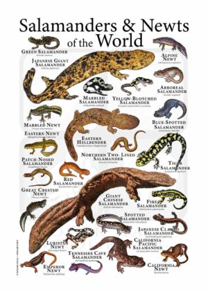 salamanders & newts poster