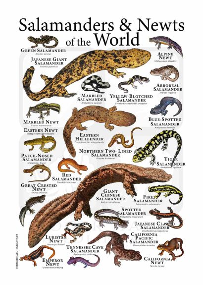 salamanders & newts poster