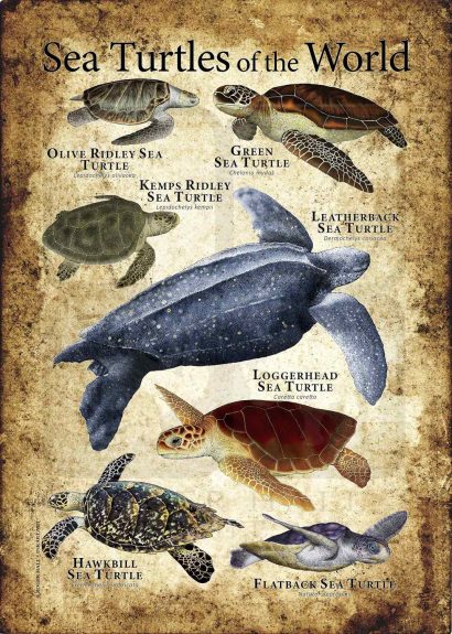 Sea Turtles poster