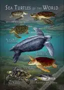 Sea Turtles of the World poster