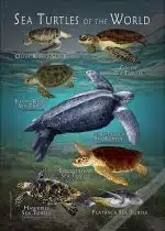 Sea Turtles of the World poster