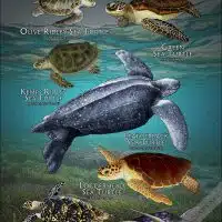 Sea Turtles of the World poster