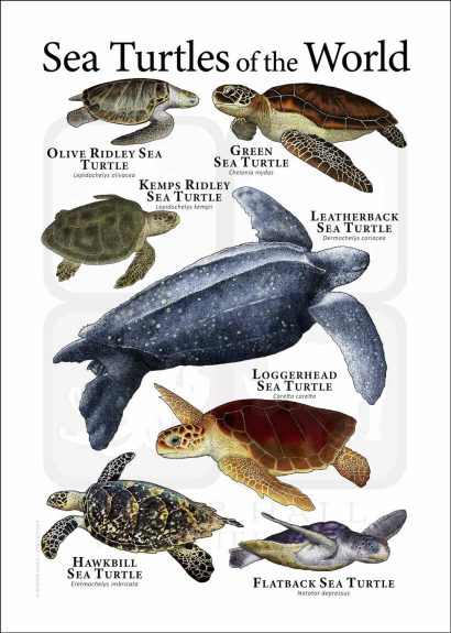 Sea Turtle poster
