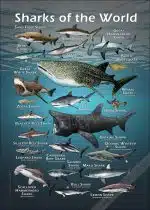 Sharks of the World Poster Print