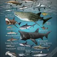 Sharks of the World poster