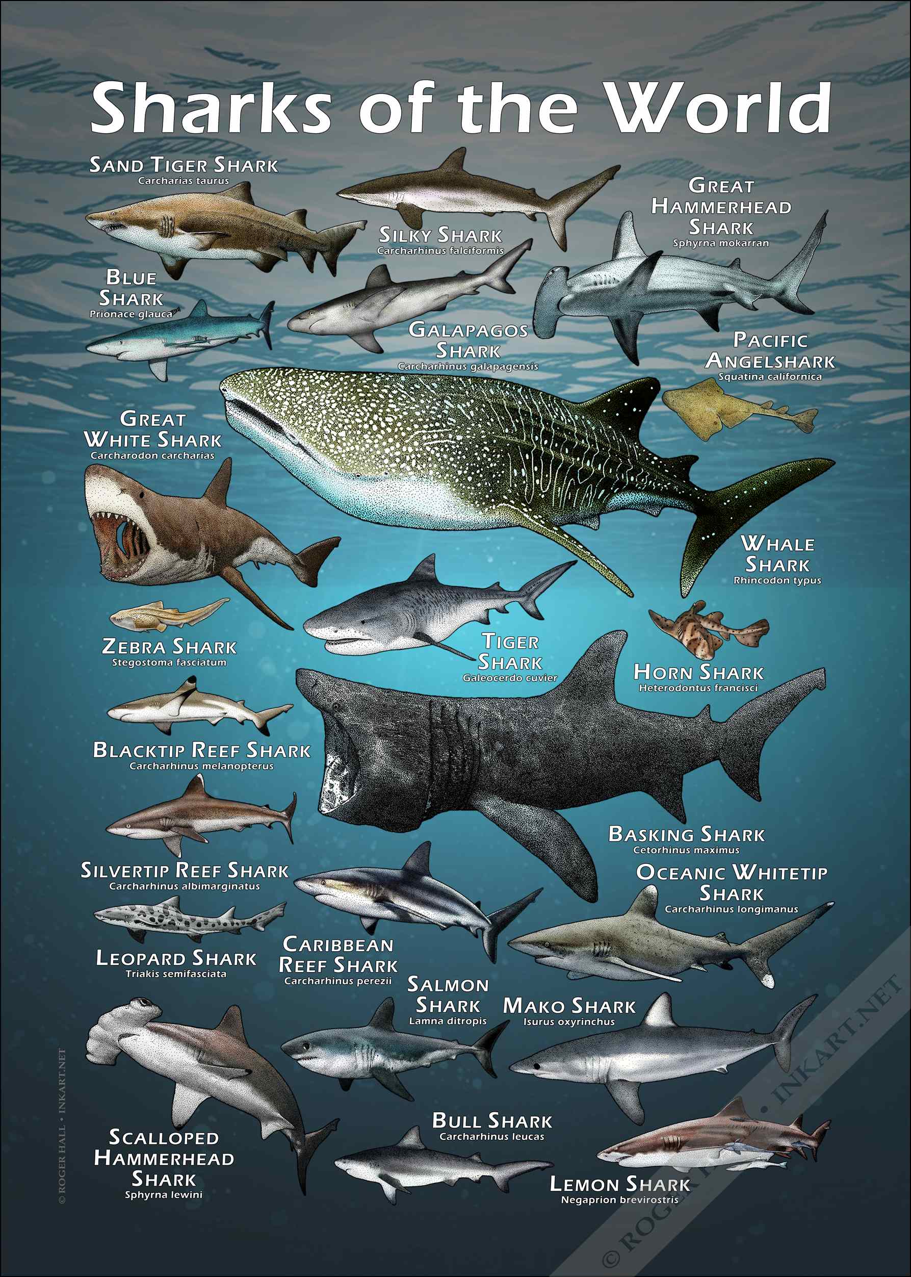 Sharks of the World Poster Print