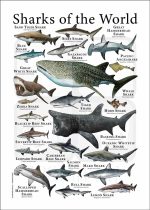 Sharks of the World poster