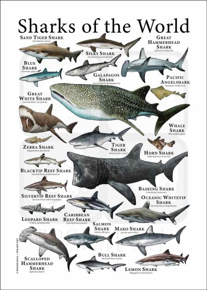 Sharks of the World poster