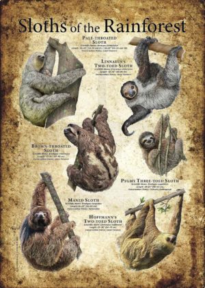 Sloth Poster