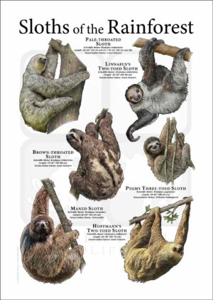 Sloth poster