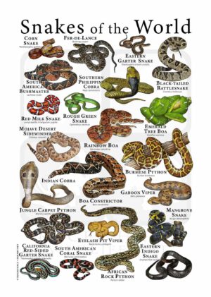 Snakes of the World Poster
