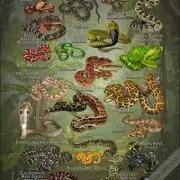 Snakes of the World poster