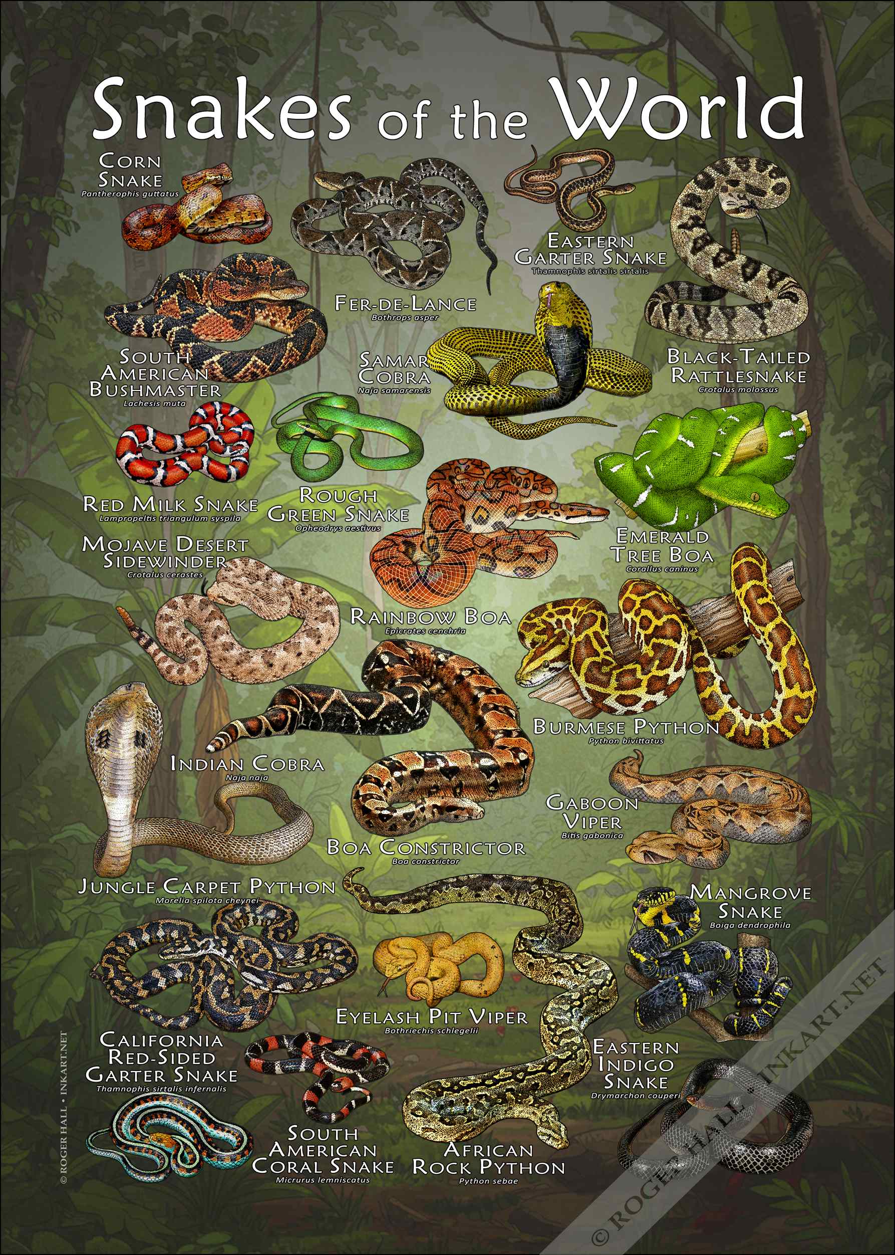 Snakes of the World Poster Print