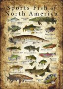Sports Fish of North America Poster