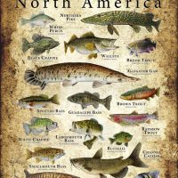 Sports Fish of North America Poster