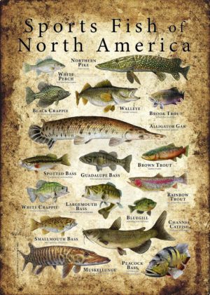 Sports Fish of North America Poster