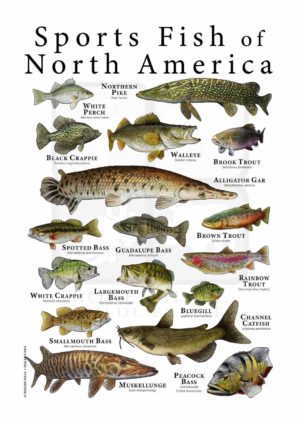 Sports Fish of North America poster