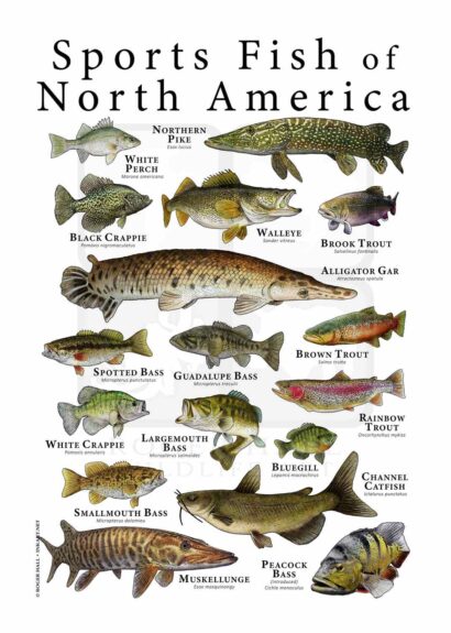 Sports Fish of North America poster