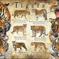 Endangered Tigers of Asia