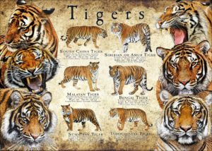 Endangered Tigers of Asia