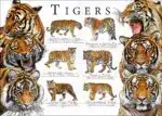 Tigers Poster