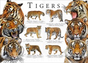 Tigers Poster