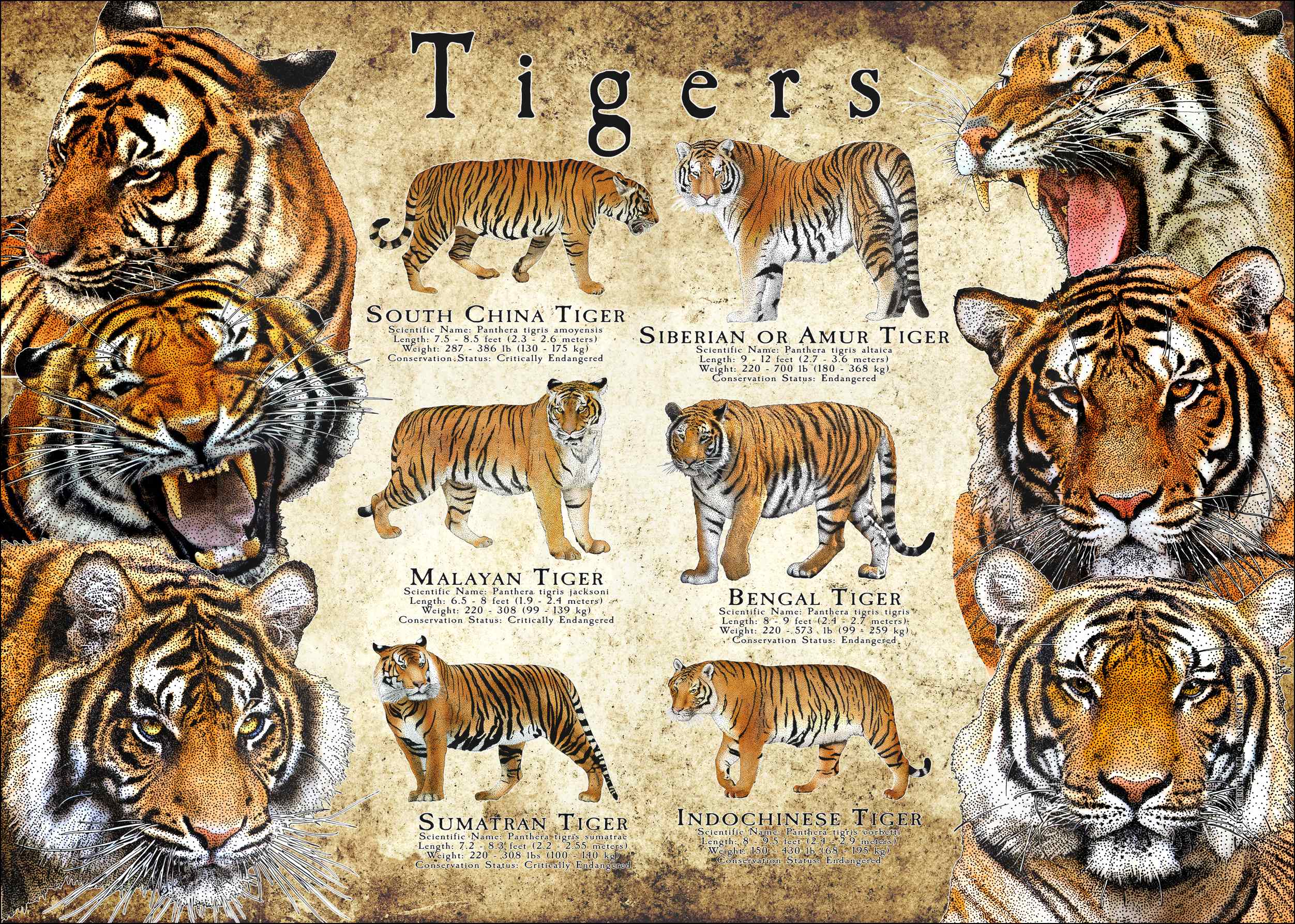 Tiger Subspecies Chart Tiger Census 2022