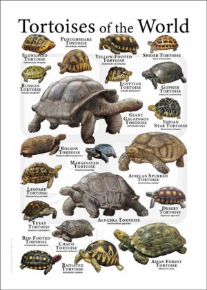 Tortoises of the World