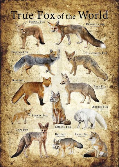 Fox poster