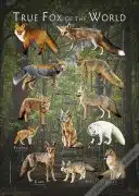 Poster design of all living species of "True Fox"