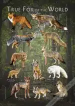 Poster design of all living species of "True Fox"
