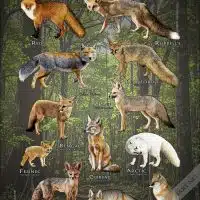 Poster design of all living species of "True Fox"