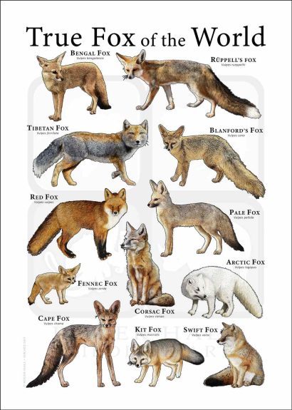 Fox poster