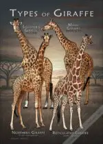 Types of Giraffe poster