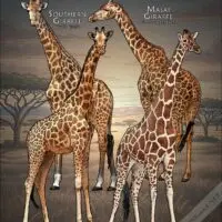 Types of Giraffe poster