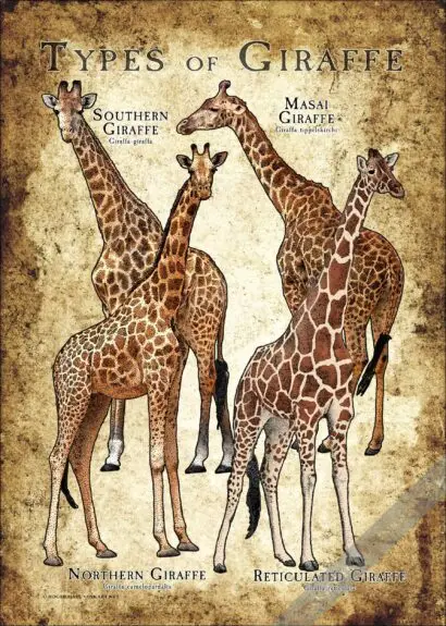 Types of Giraffe Poster - Wildlife Illustration - Image 3