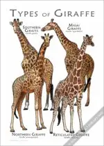 Types of Giraffe Poster - Wildlife Illustration - Image 2