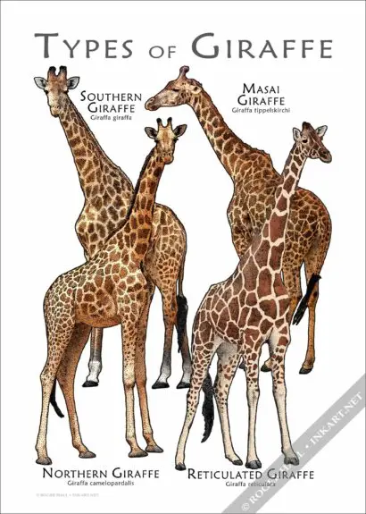 Types of Giraffe Poster - Wildlife Illustration - Image 2