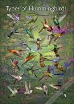 Types of Hummingbird poster