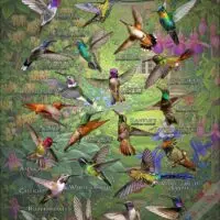 Types of Hummingbird poster