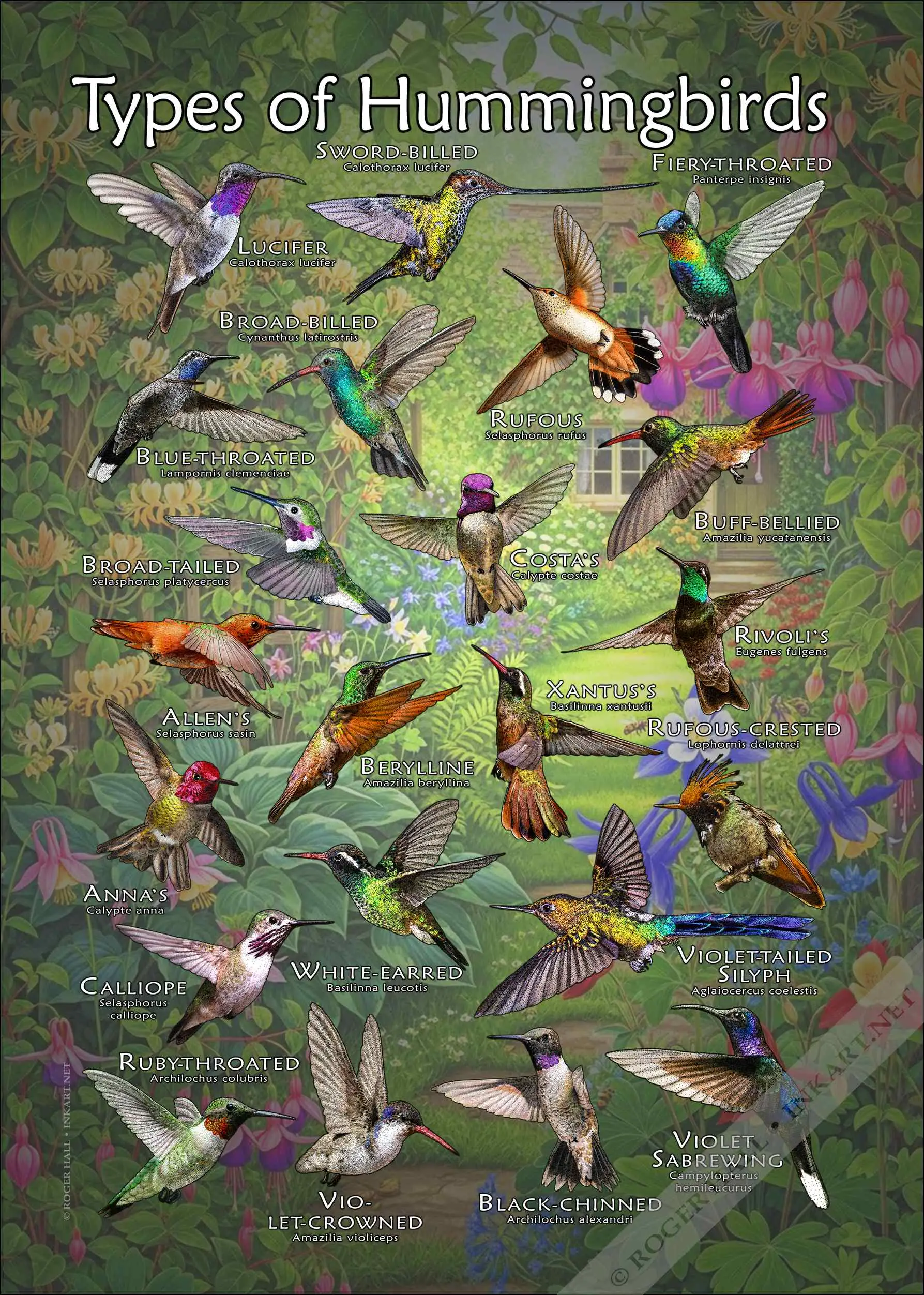 Types of Hummingbird Types of Hummingbird poster