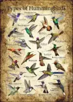 Types of Hummingbird Poster - Wildlife Art - Image 3